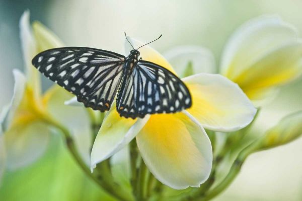 Pennsylvania Swallowtail butterfly on flower